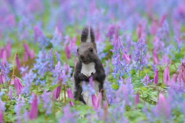 お花大好きエゾリス