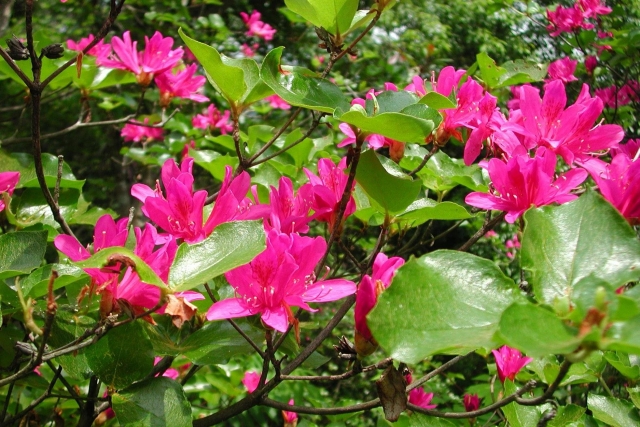 渋川つつじ公園